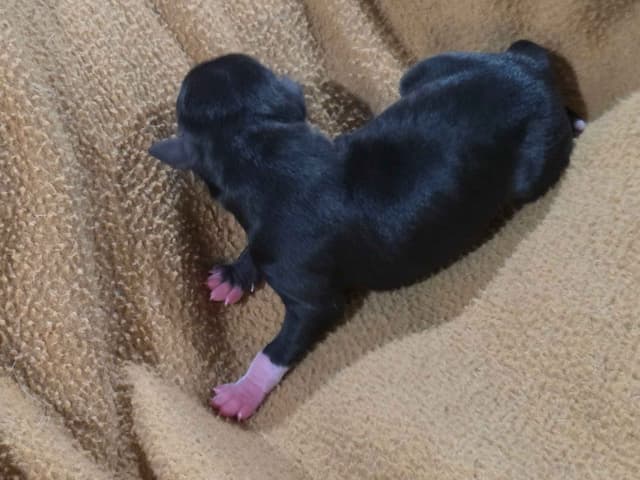 Italian Greyhound Puppies 2 females still available media 2