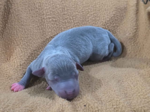 Italian Greyhound Puppies 2 females still available media 4