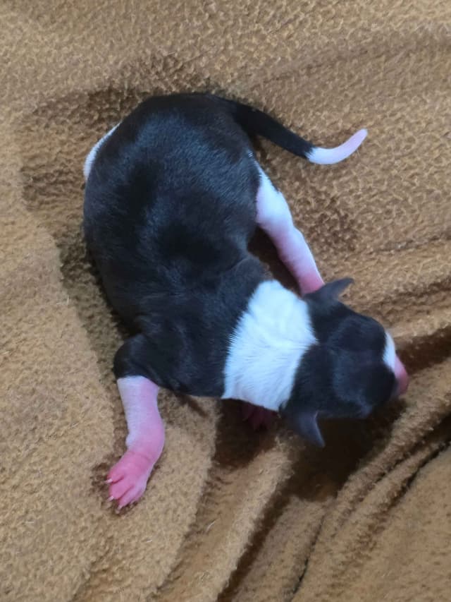 Italian Greyhound Puppies 2 females still available media 5