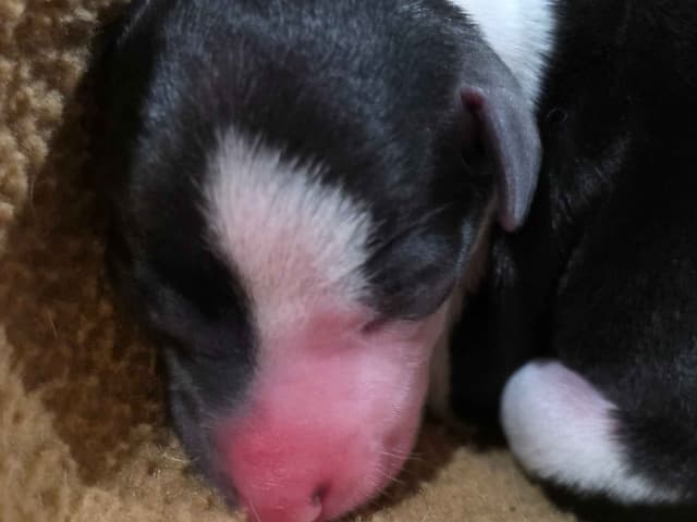 Italian Greyhound Puppies 2 females still available media 3