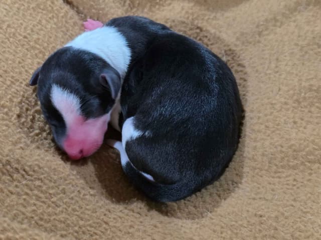 Italian Greyhound Puppies 2 females still available media 7