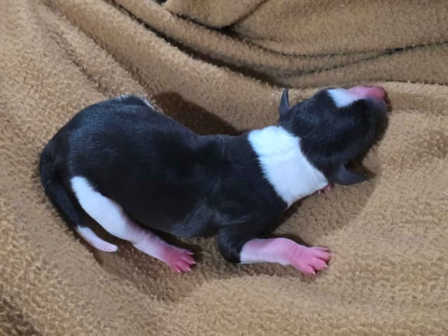 Italian Greyhound Puppies 2 females still available media 6