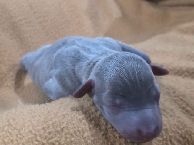Italian Greyhound Puppies 2 females still available media 8