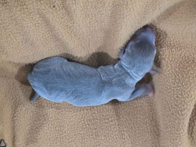 Italian Greyhound Puppies 2 females still available media 9