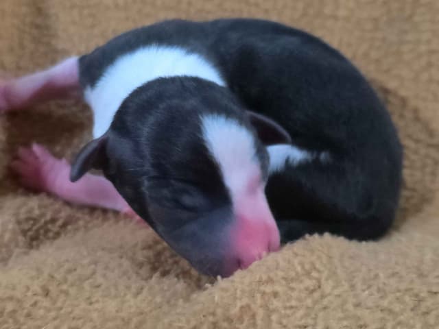 Italian Greyhound Puppies 2 females still available media 10