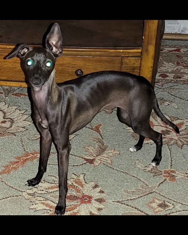 Italian Greyhound Puppies 2 females still available media 11