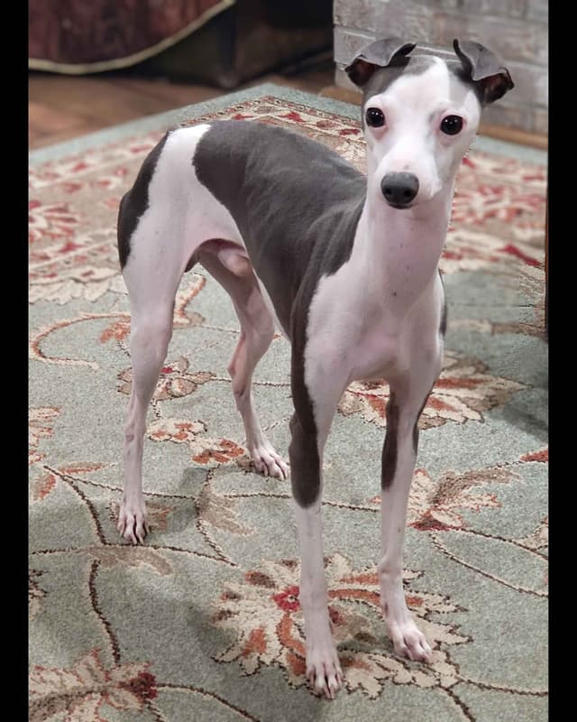 Italian Greyhound Puppies 2 females still available media 12