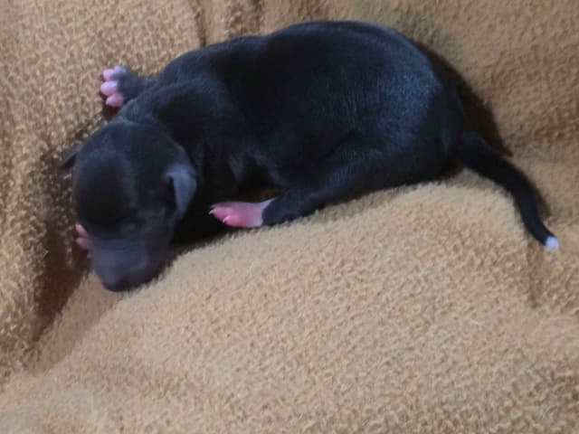 Italian Greyhound Puppies 2 females still available media 13