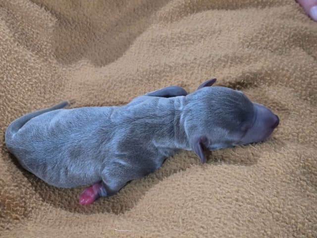 Italian Greyhound Puppies 2 females still available media 15