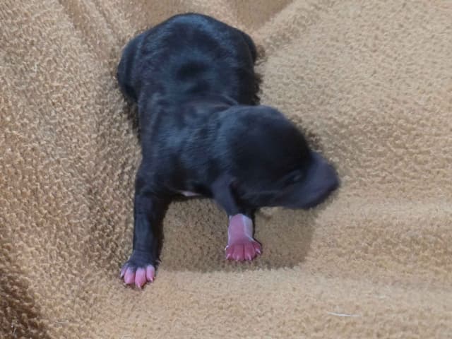 Italian Greyhound Puppies 2 females still available media 16