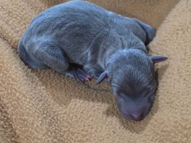Italian Greyhound Puppies 2 females still available media 17