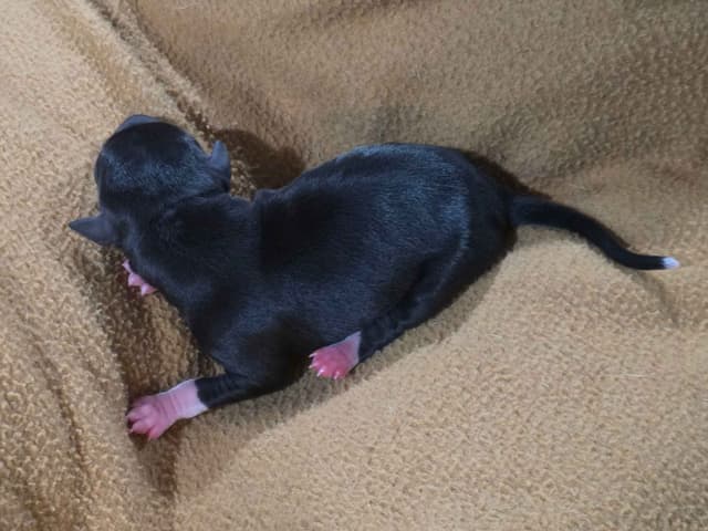 Italian Greyhound Puppies 2 females still available media 18