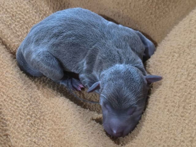 Italian Greyhound Puppies 2 females still available media 19