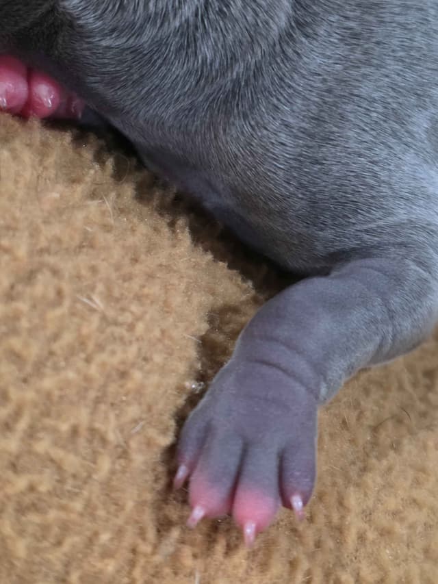 Italian Greyhound Puppies 2 females still available media 20