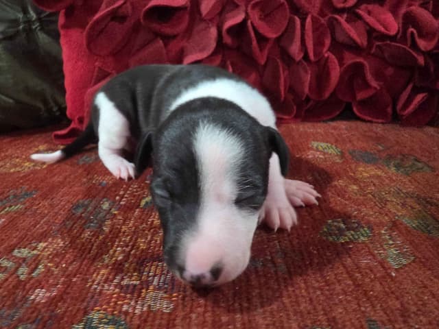 Italian Greyhound Puppies 2 females still available media 22
