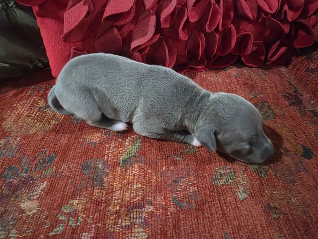Italian Greyhound Puppies 2 females still available media 23
