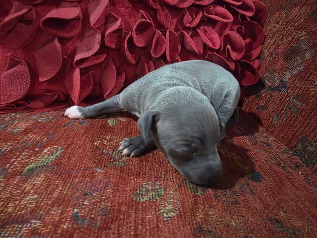 Italian Greyhound Puppies 2 females still available media 24