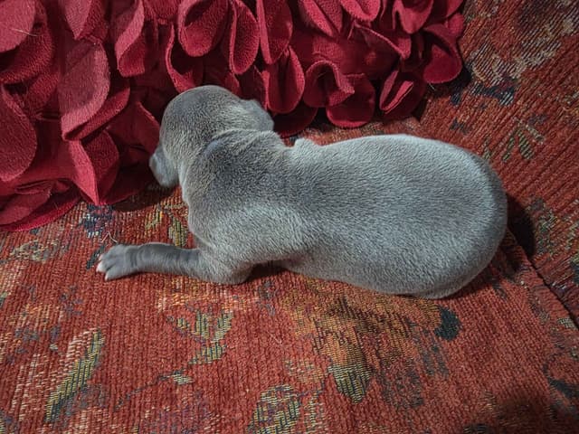Italian Greyhound Puppies 2 females still available media 25