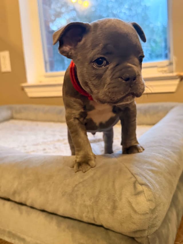 French Bulldog Puppies media 2