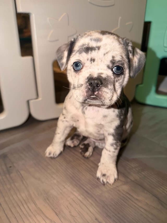 French Bulldog Puppies media 3