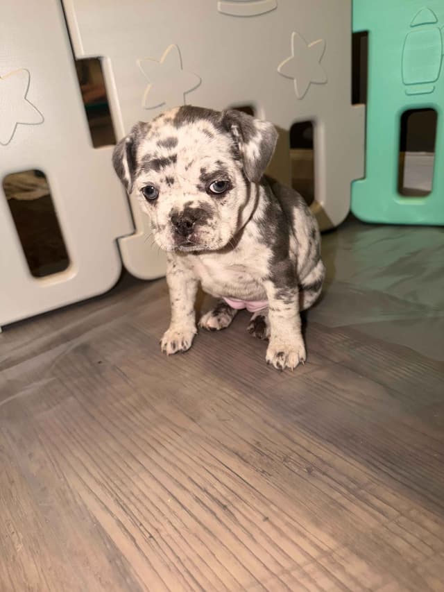 French Bulldog Puppies media 4