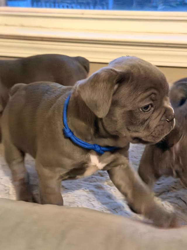 French Bulldog Puppies media 5