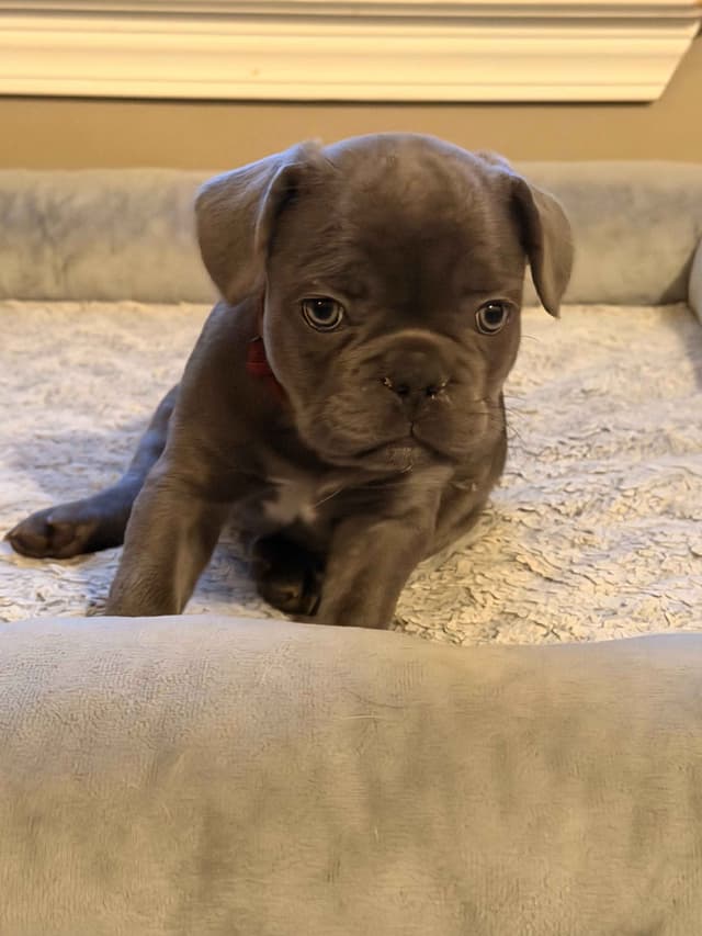 French Bulldog Puppies media 6