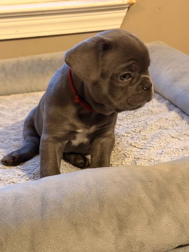 French Bulldog Puppies media 7
