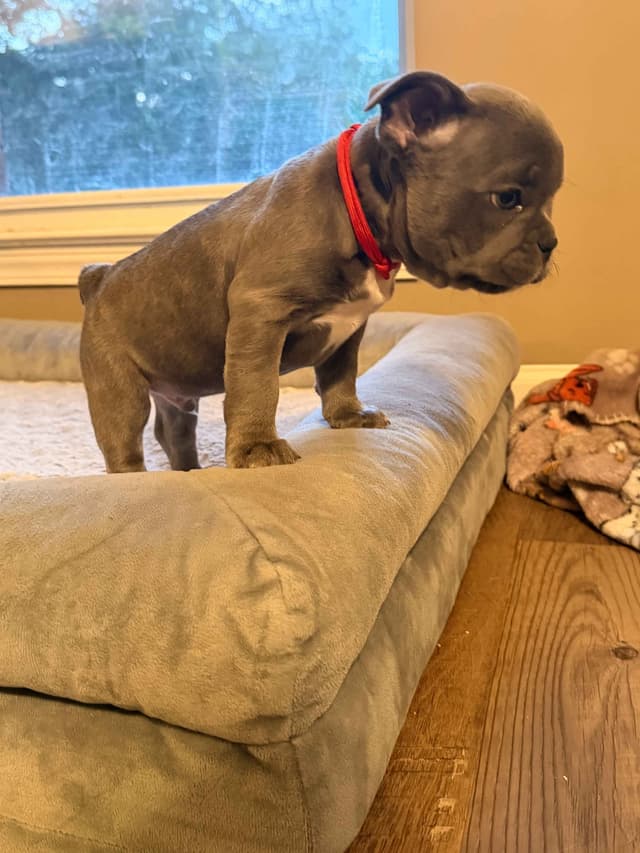 French Bulldog Puppies media 8