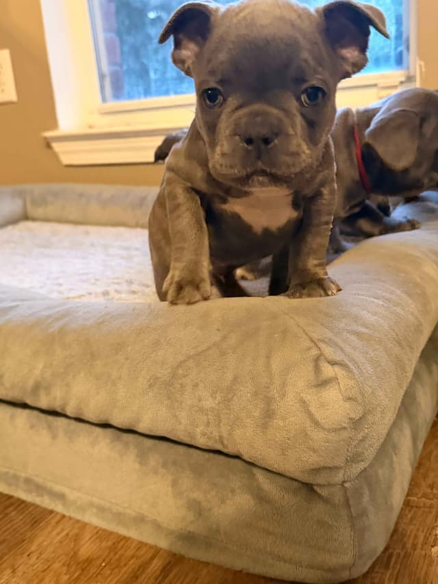 French Bulldog Puppies media 9