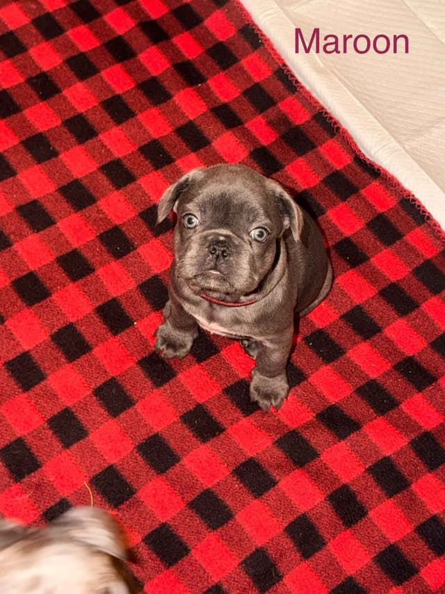 French Bulldog Puppies media 10