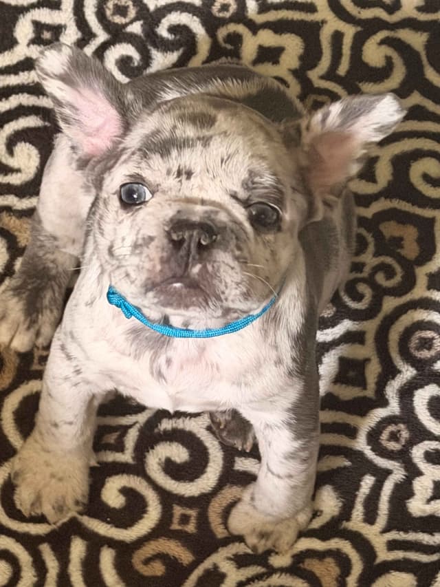 French Bulldog Puppies media 11