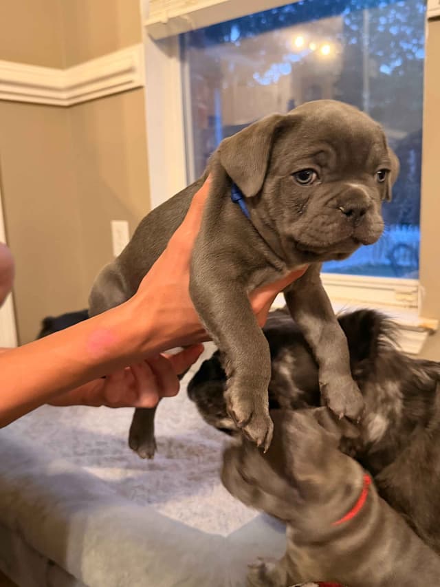 French Bulldog Puppies media 12