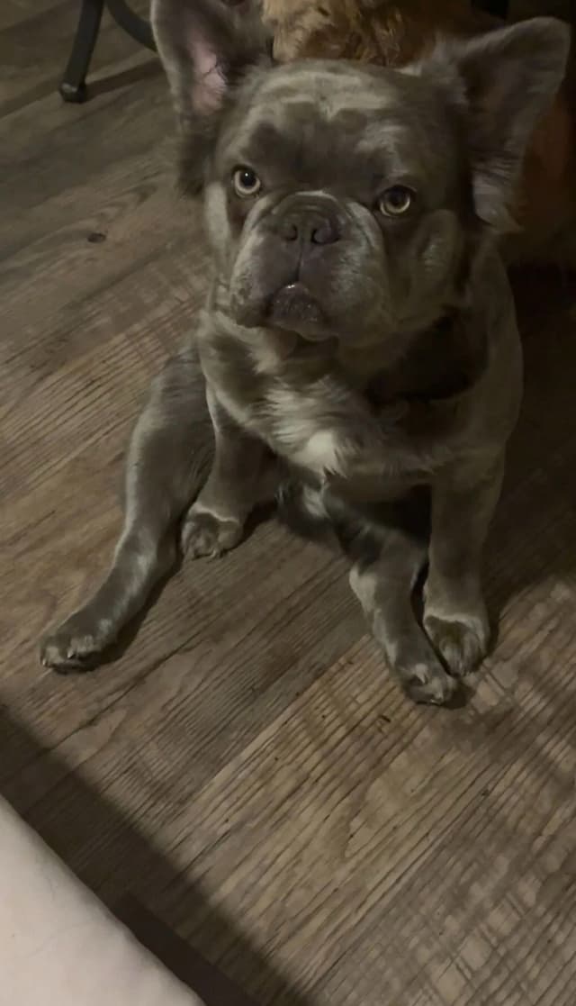 French Bulldog Puppies media 13