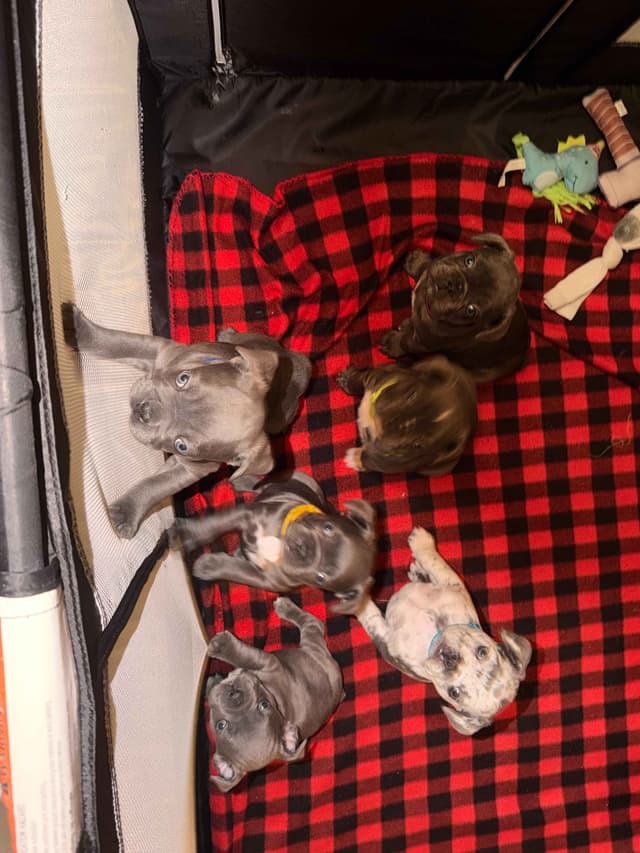 French Bulldog Puppies media 15