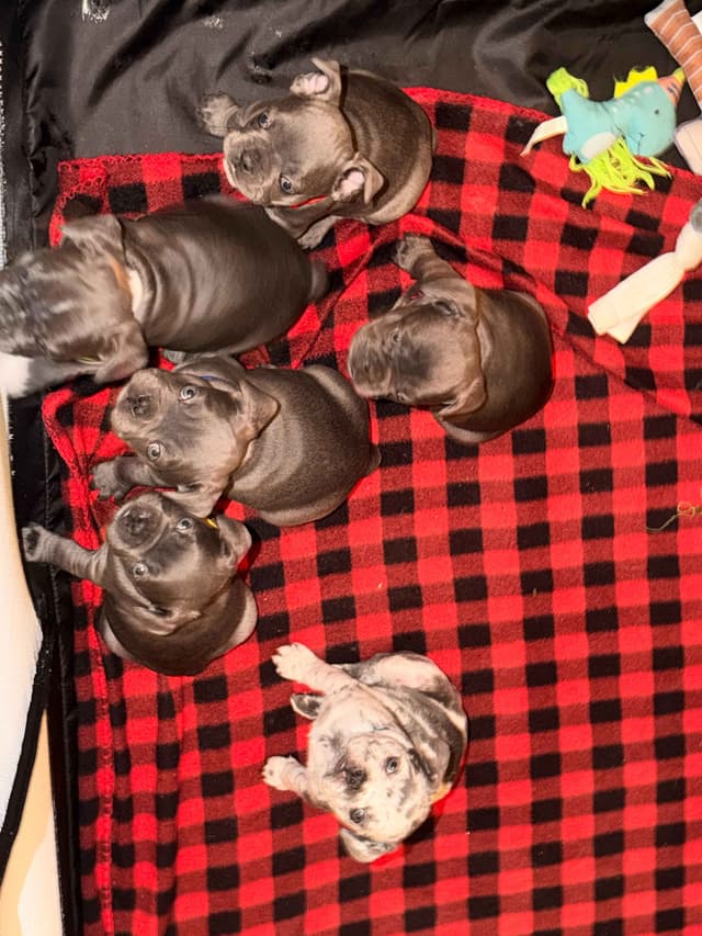 French Bulldog Puppies media 16