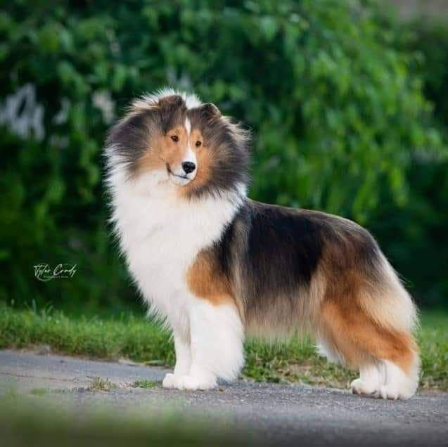 Shetland Sheepdog Puppies breeder image 1