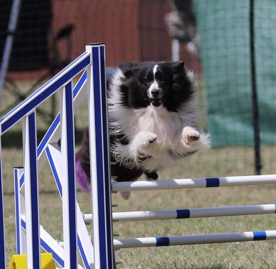 Shetland Sheepdog Puppies breeder image 2