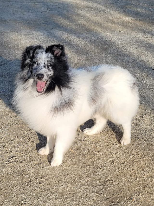 Shetland Sheepdog Puppies media 2