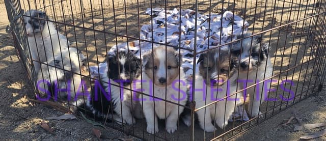 Shetland Sheepdog Puppies media 3