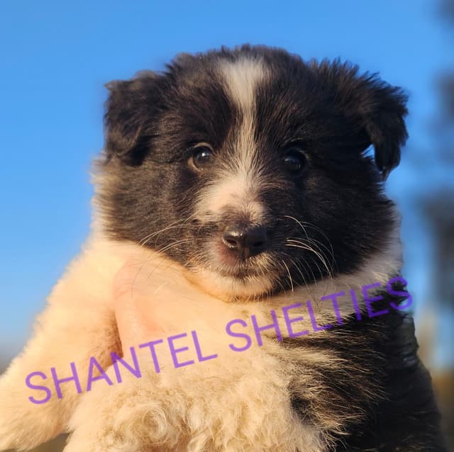 Shetland Sheepdog Puppies media 4