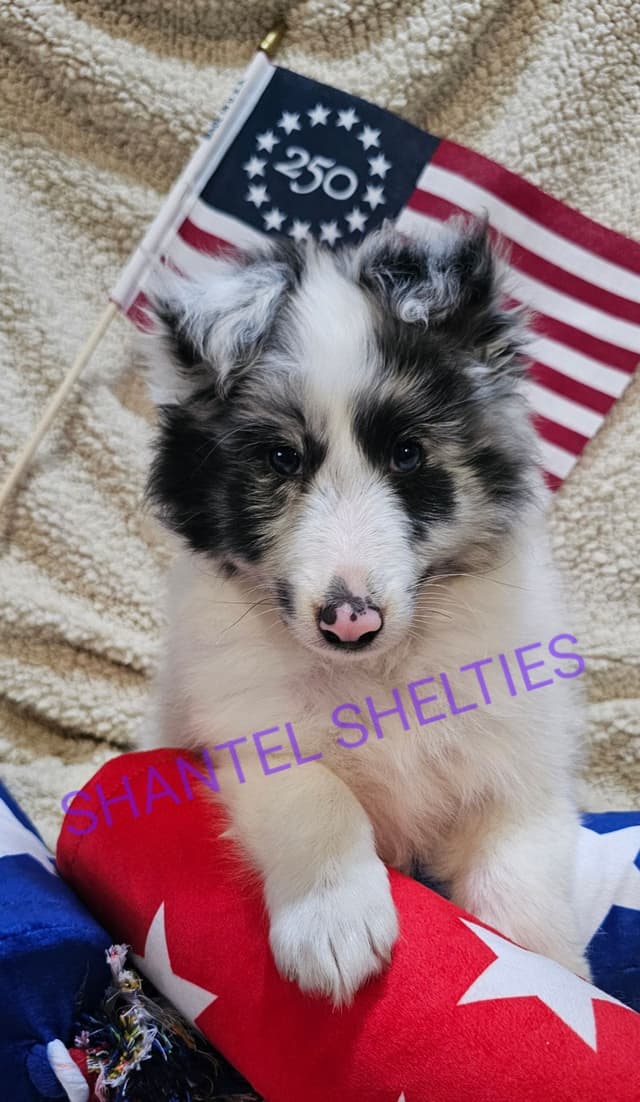 Shetland Sheepdog Puppies media 6