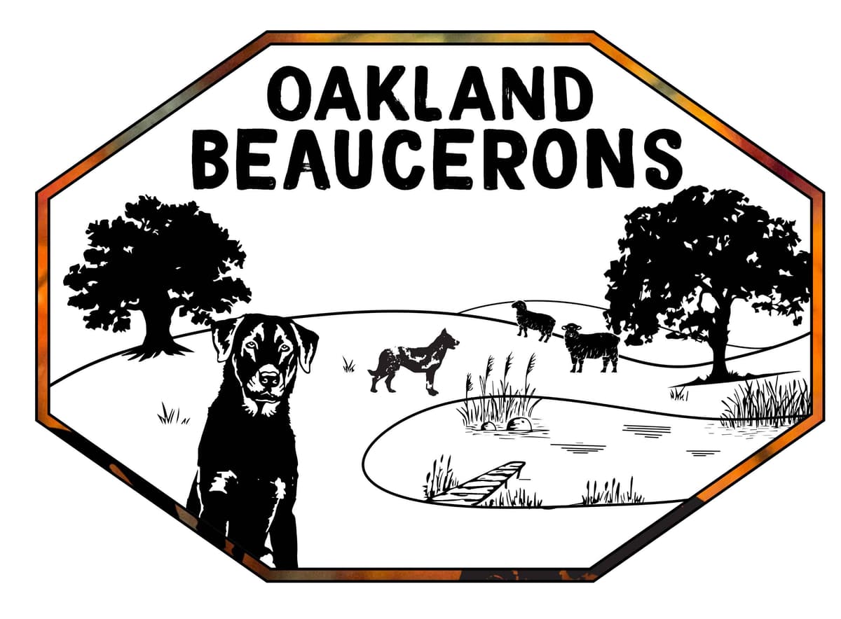 Beauceron Puppies breeder image 1