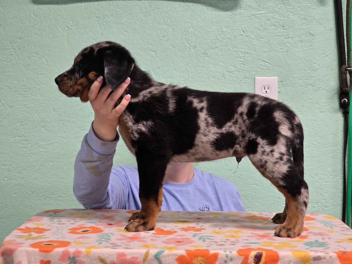 Beauceron Puppies breeder image 5