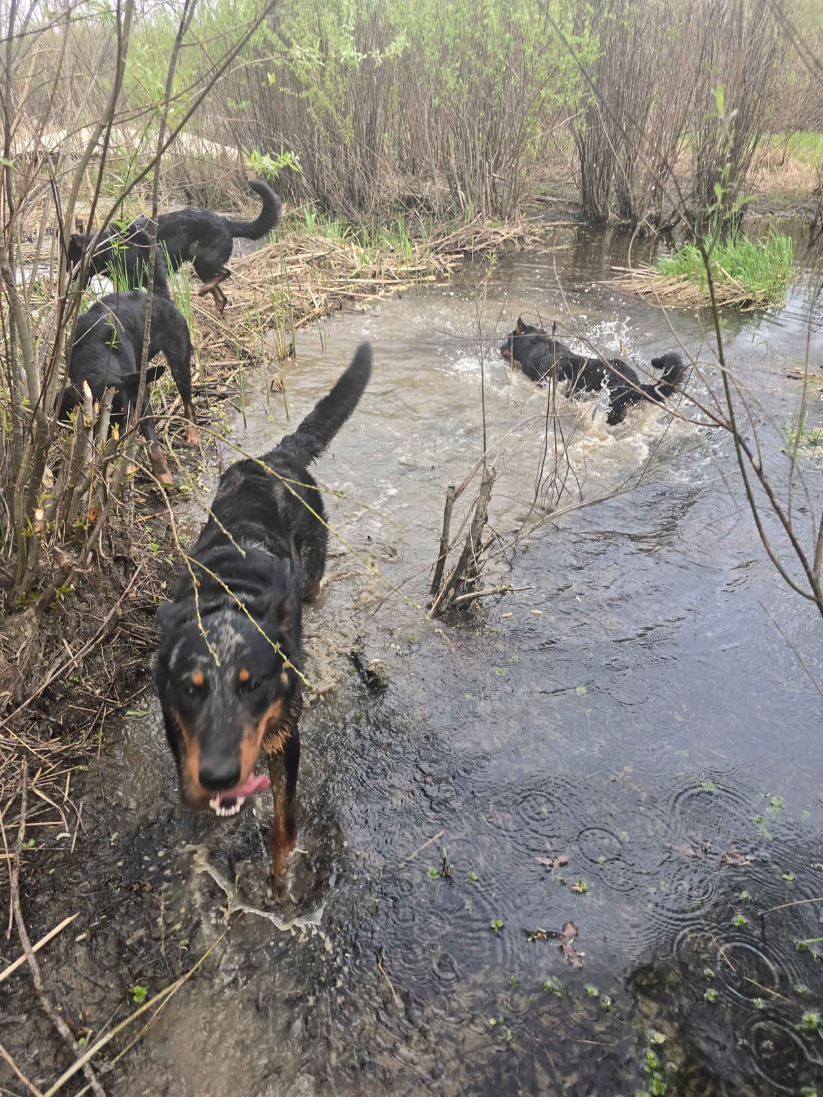 Beauceron Puppies breeder image 6