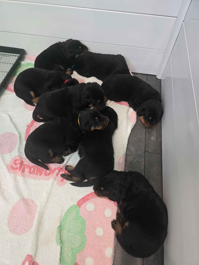 Beauceron Puppies media 2