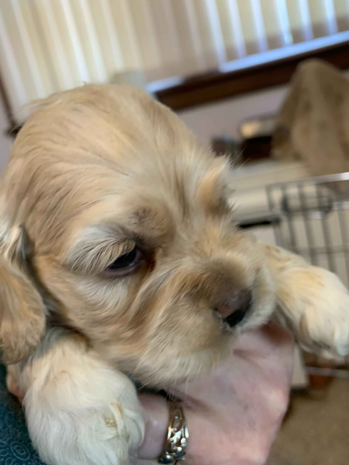 Cocker Spaniel Puppies breeder image 2