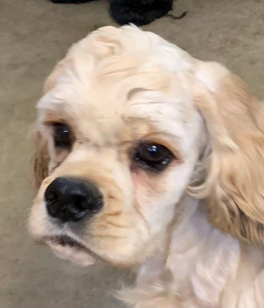 Cocker Spaniel Puppies breeder image 4