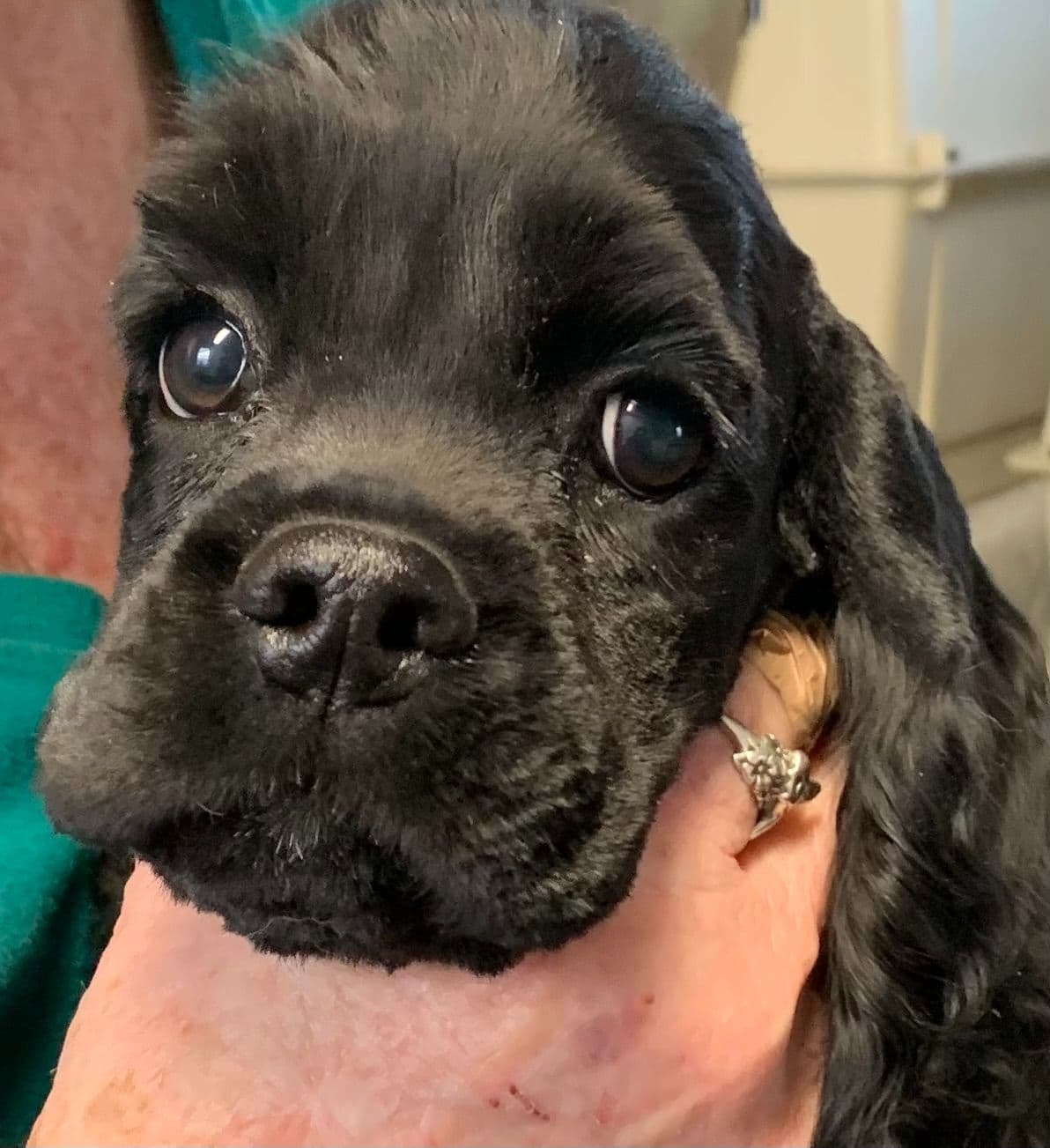 Cocker Spaniel Puppies breeder image 5