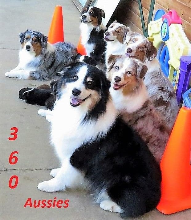 360 Aussies - Australian Shepherd Puppies breeder image 1